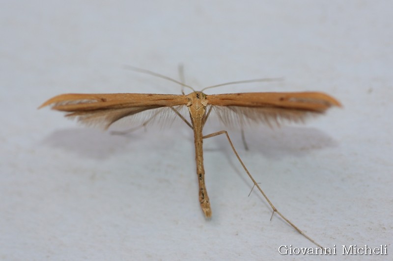 Conferma Emmelina monodactyla